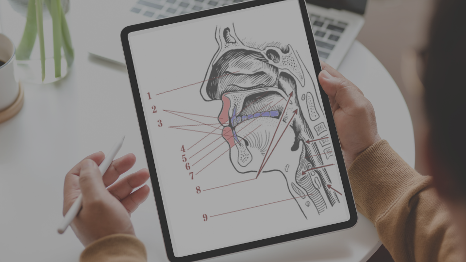 Dental anatomy and terminology fundamentals for coding and billing